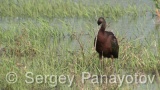 Video of Glossy Ibis - Glossy Ibis finding eat in Shabla lake